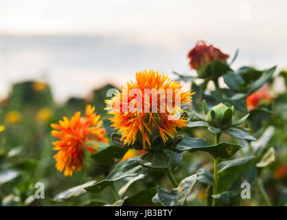 Il CARTAMO è globulare le teste dei fiori di giallo, arancione o rosso dei fiori, è commercialmente coltivate per olio vegetale estratto dai semi. Foto Stock