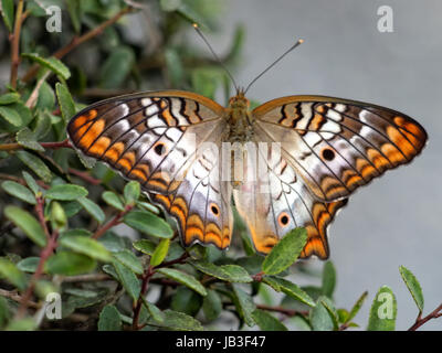 White farfalla pavone mostra il suo colorato ali. Foto Stock