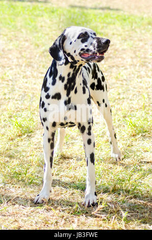 Un giovane bellissimo cane dalmata in piedi sull'erba distintivo per i suoi bianchi e neri sul suo mantello e per essere stato di avviso, attivi e intelligenti di razza. Foto Stock