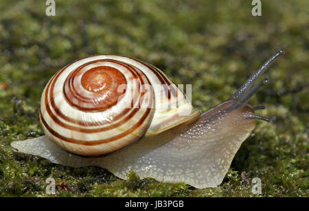 Rennschnecke Foto Stock