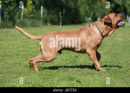 Il guerriero Giapponese cane Tosa inu nel verde Foto Stock