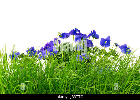 Giovani erba verde e blu, pansies contro uno sfondo bianco. Foto Stock