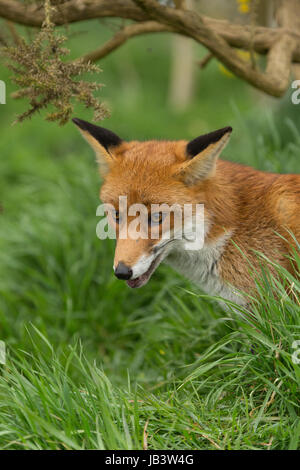 Captiive Red Fox (Vulpes vulpes vulpes) in piedi in erba presso il British Centro faunistico, Newchapel, Lingfield, Surrey, Regno Unito. Foto Stock