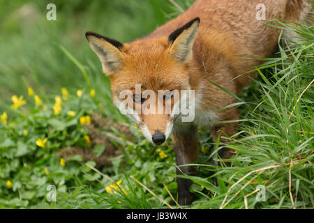 Captiive Red Fox (Vulpes vulpes vulpes) in piedi in erba presso il British Centro faunistico, Newchapel, Lingfield, Surrey, Regno Unito. Foto Stock