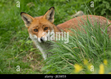 Captiive Red Fox (Vulpes vulpes vulpes) in piedi in erba presso il British Centro faunistico, Newchapel, Lingfield, Surrey, Regno Unito. Foto Stock