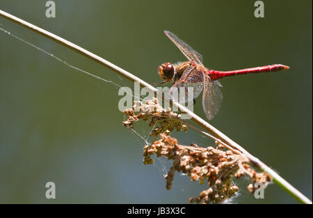 Rosso di appoggio Vagrant darter o Sympetrum vulgatum dragonfly in the Waterside in estate Foto Stock