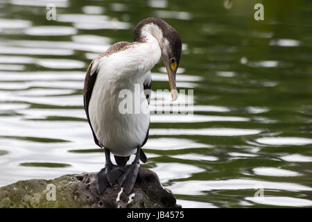 Wester Springs Park di Auckland, in Nuova Zelanda. Uccello sul lago Foto Stock