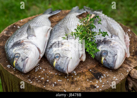 Preparare il pesce intero con le erbe per il grill Foto Stock