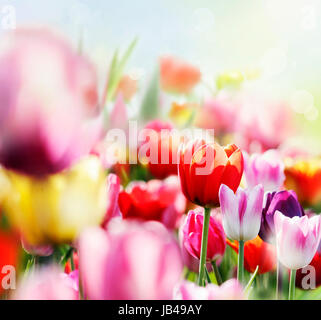 Colorata fioritura di tulipani, Bassa Sassonia Foto Stock