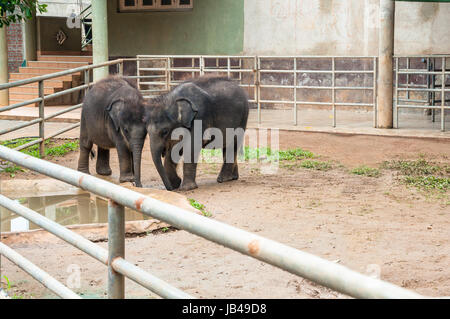 Due giovani elefanti a Pinnawela elefante Orfanotrofio, Sri Lanka Foto Stock