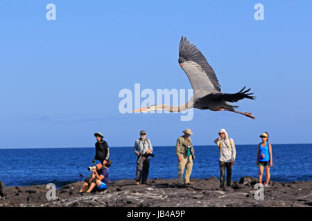 Airone blu volare sopra i turisti in Fernandina Island nelle Galapagos Foto Stock