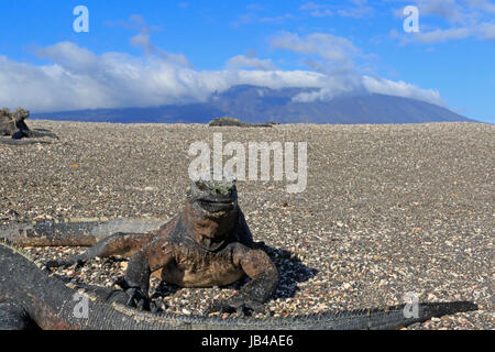 Iguana marina su Fernandina Island delle Galapagos Foto Stock