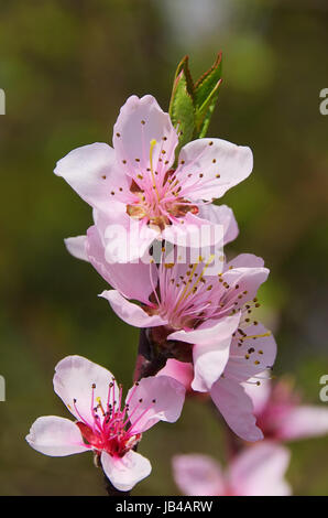 Pfirsichbluete - fiore dal pesco 02 Foto Stock