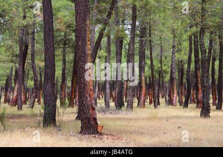 Pinienwald Harzgewinnung - pineta di estrazione di resina 01 Foto Stock