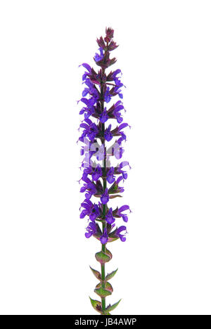 Salbeiblüte freigestellt - salvia fiore isolato 01 Foto Stock