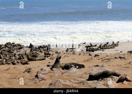 Colonia di guarnizioni di tenuta a Cape Cross Riserva, Oceano Atlantico costa in Namibia. Foto Stock