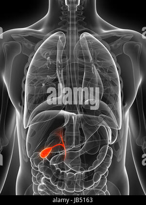 3d reso illustrazione del maschio della cistifellea Foto Stock