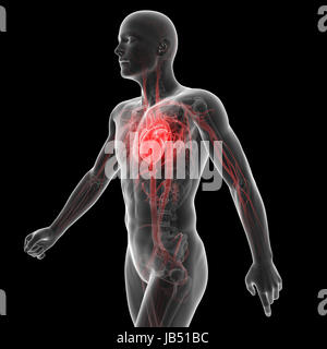 3d reso illustrazione del sistema vascolare Foto Stock