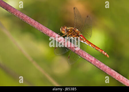 Rosso di appoggio Vagrant darter o Sympetrum vulgatum dragonfly in estate Foto Stock