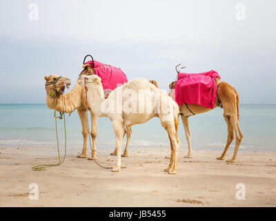 Due cammelli e white baby dromedario sulla spiaggia in Tunisia Foto Stock