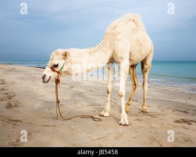 White baby cammello sulla spiaggia in Tunisia Foto Stock