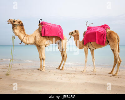 Due cammelli permanente sulla spiaggia in Tunisia Foto Stock