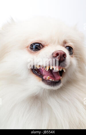 Bianco di corteccia di Pomerania Foto Stock