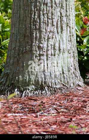 Un vecchio palm tronco di albero da vicino che mostra le piccole radici che si sviluppano dalla base. Foto Stock