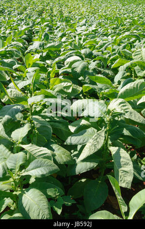 Im Tabakplantage Vinales Tal, Kuba. Foto Stock