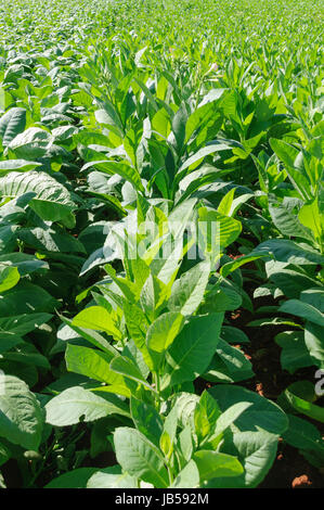 Im Tabakplantage Vinales Tal, Kuba. Foto Stock