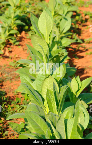 Im Tabakplantage Vinales Tal, Kuba. Foto Stock