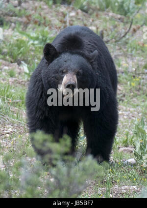 American black bear (Ursus americanus), il Parco Nazionale del Grand Teton, Wyoming USA, America del Nord. Foto Stock