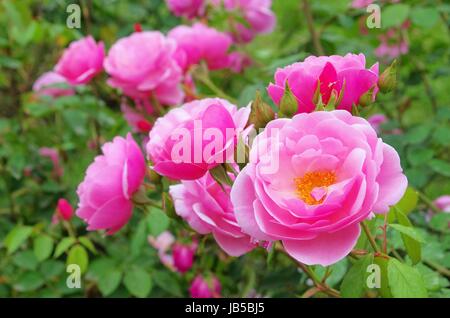 Rose Bow Bells 02 Foto Stock