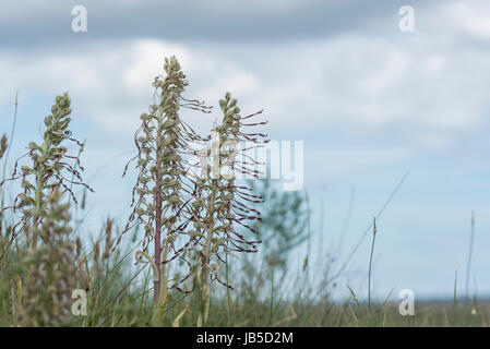 Un gruppo di lucertola orchidee (Himantoglossum hircinum) Foto Stock