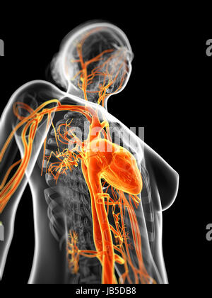 3d reso illustrazione della femmina del sistema vascolare Foto Stock