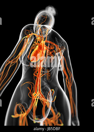 3d reso illustrazione della femmina del sistema vascolare Foto Stock