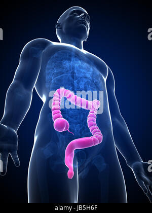 3d reso illustrazione del colon maschio Foto Stock