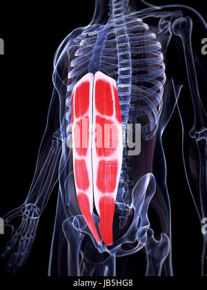 3d reso illustrazione dei muscoli addominali Foto Stock