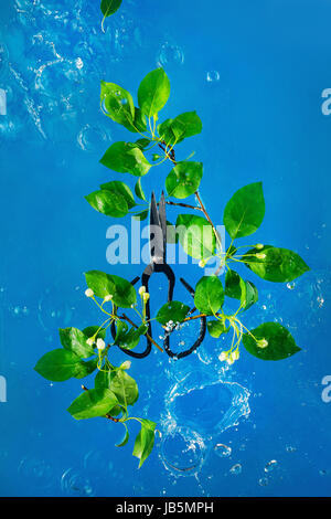 Forbici cinesi con fiori di primavera di uccelli di ciliegia e albero della mela in acqua splash su uno sfondo blu Foto Stock