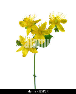 Close-up su fiori di Saint John's wort (Hypericum perforatum), isolati su sfondo bianco. Foto Stock
