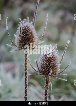 Wild teasels ricoperto di ghiaccio su un gelido mattina come il sole è in procinto di salire Foto Stock