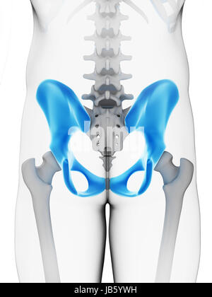 Rendering 3d - illustrazione di osso dell'anca Foto Stock