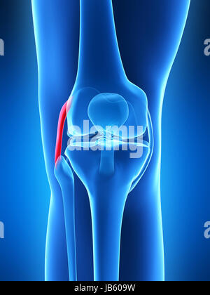 3d reso illustrazione - anatomia del ginocchio Foto Stock