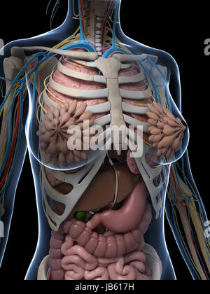 3d reso illustrazione dell'anatomia femminile Foto Stock