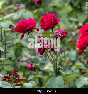 Le foto scattate al Parco delle Rose, Columbus, Ohio, Stati Uniti d'America Foto Stock