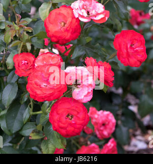 Le foto scattate al Parco delle Rose, Columbus, Ohio, Stati Uniti d'America Foto Stock