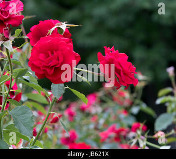 Le foto scattate al Parco delle Rose, Columbus, Ohio, Stati Uniti d'America Foto Stock