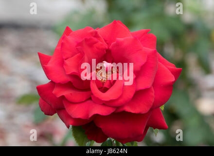 Le foto scattate al Parco delle Rose, Columbus, Ohio, Stati Uniti d'America Foto Stock