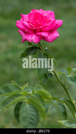 Le foto scattate al Parco delle Rose, Columbus, Ohio, Stati Uniti d'America Foto Stock