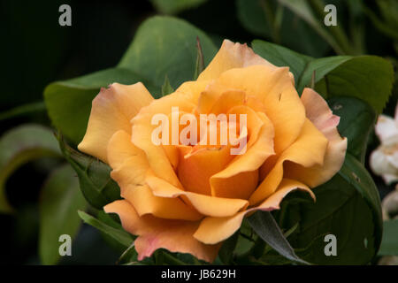 Le foto scattate al parco delle rose, Columbus, Ohio, Stati Uniti d'America Foto Stock